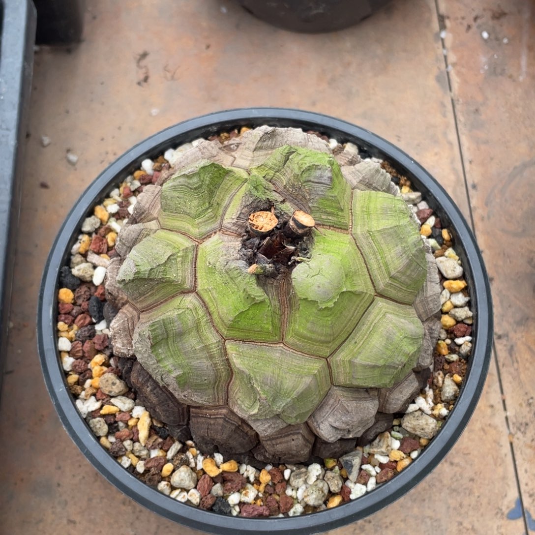 精品龟甲龙10.7公分