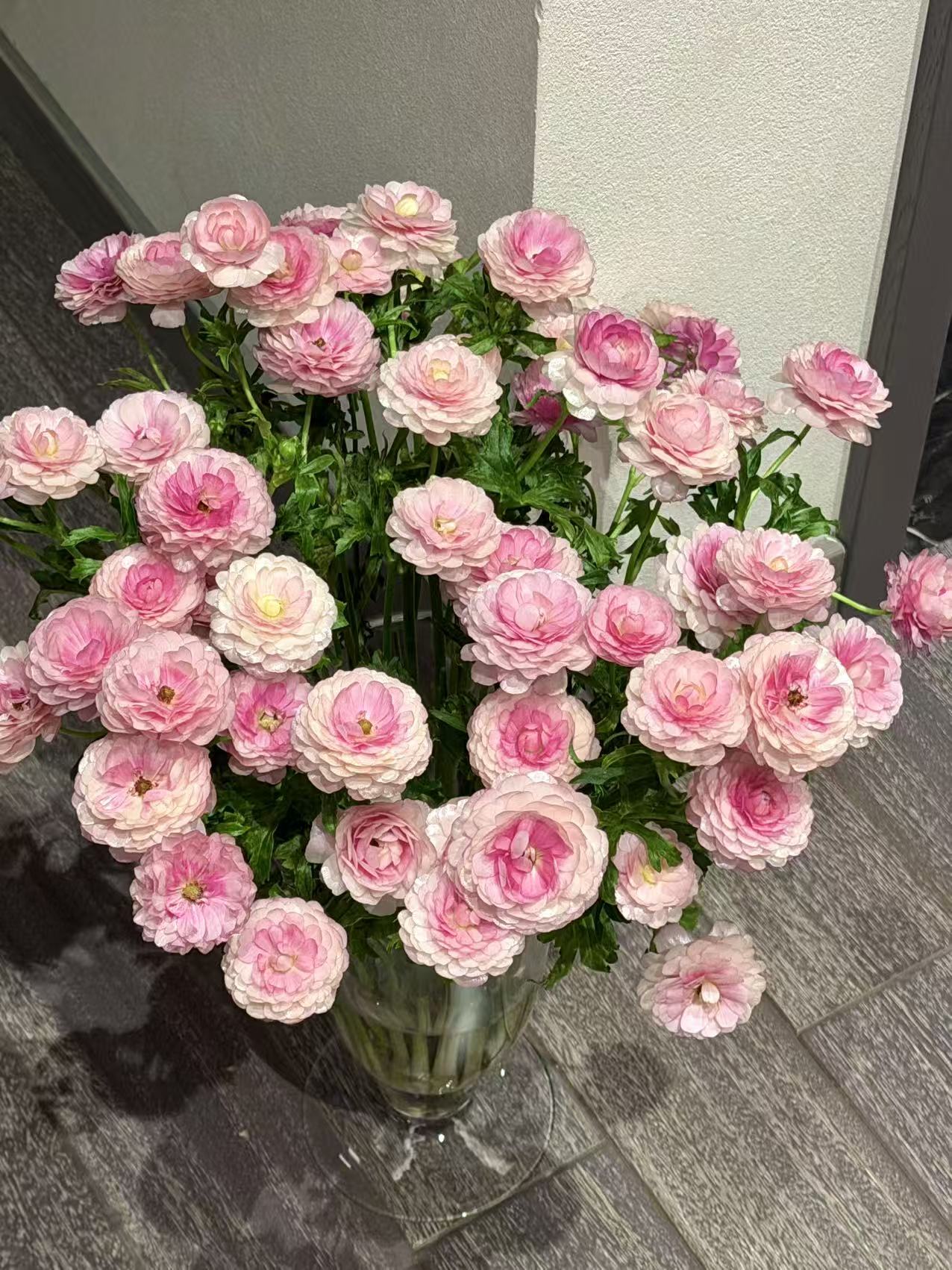 【陌上花开】1扎重瓣粉蝴蝶洋牡丹-草花（带包装深水醒花哦~）