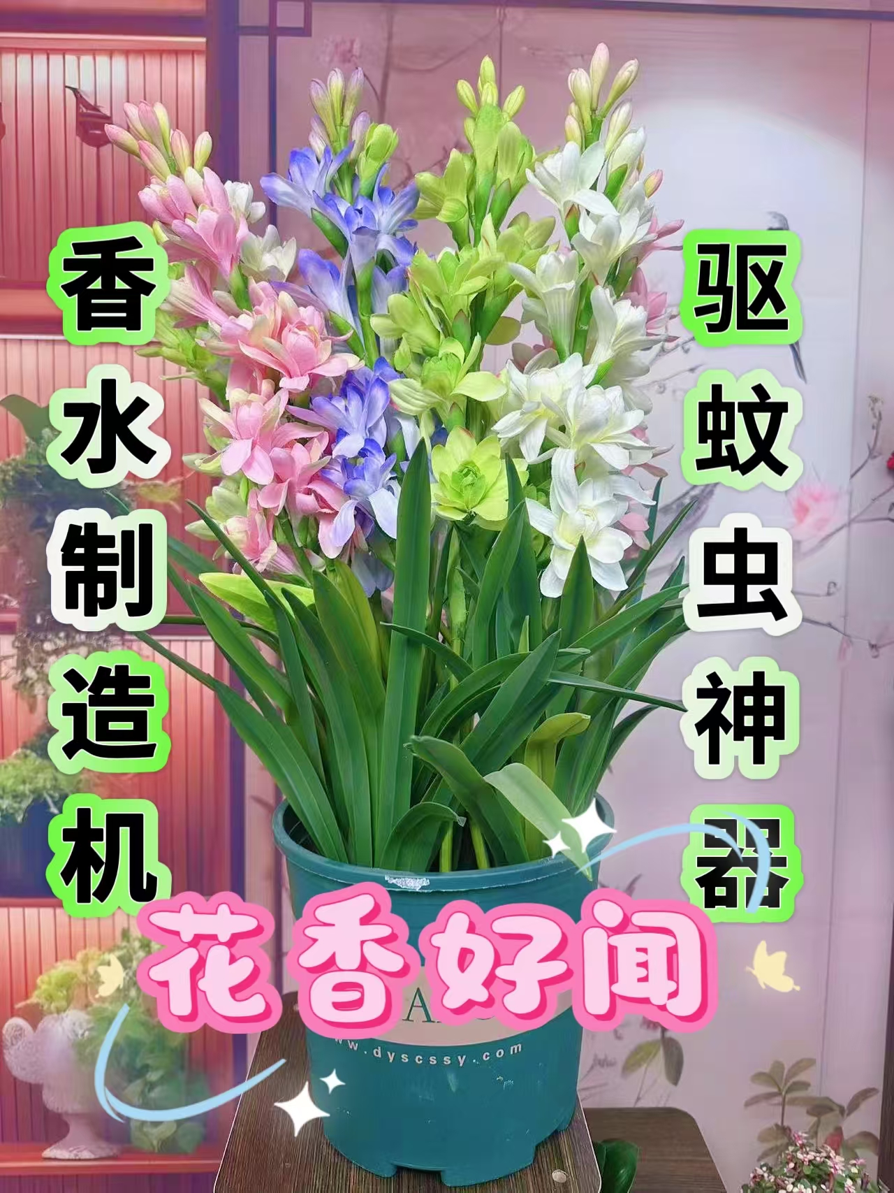 包对版重瓣晚香玉香水制造机室内室外盆栽地栽带盆带土带叶芽好养