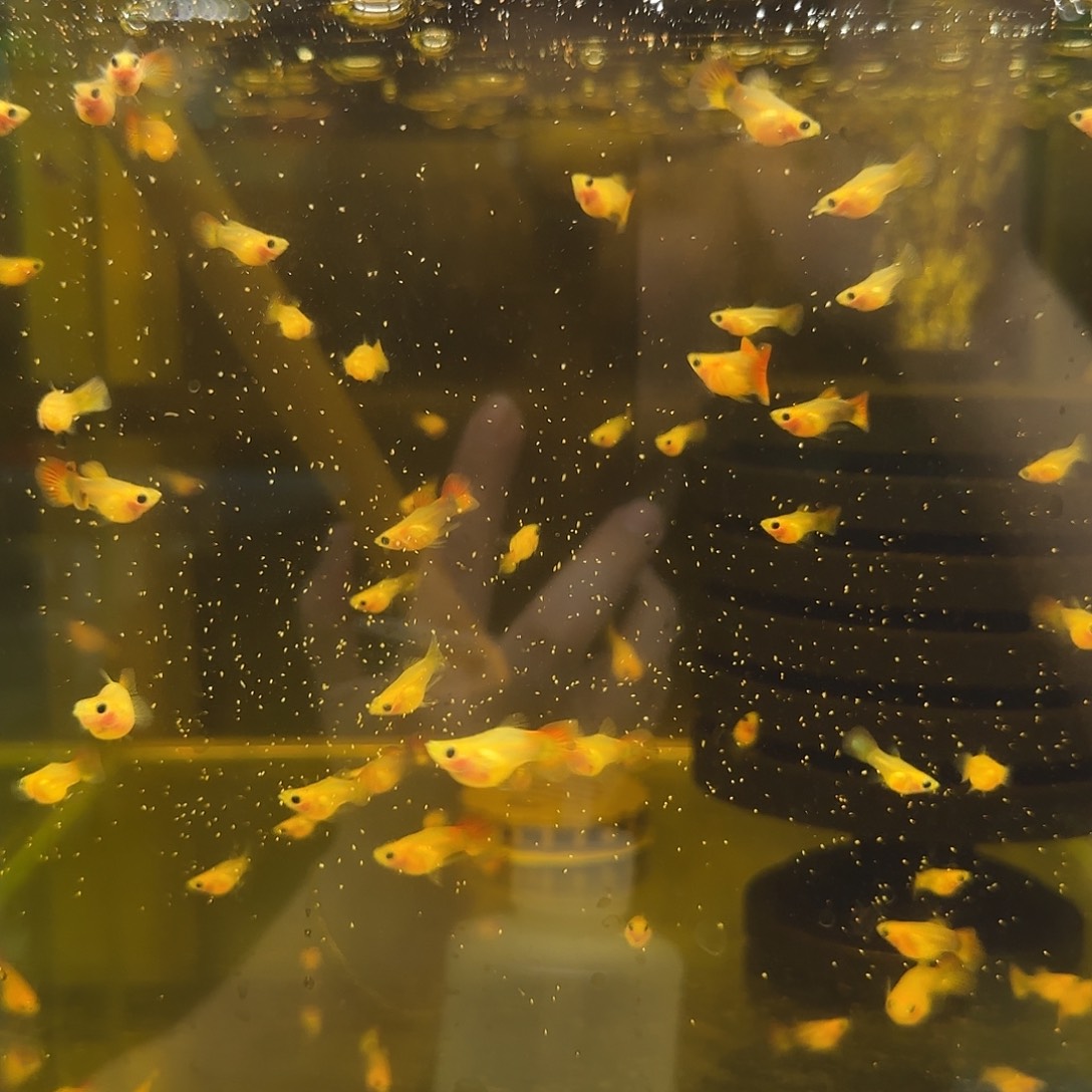 孔雀鱼琉璃玻璃苗苗10条随机