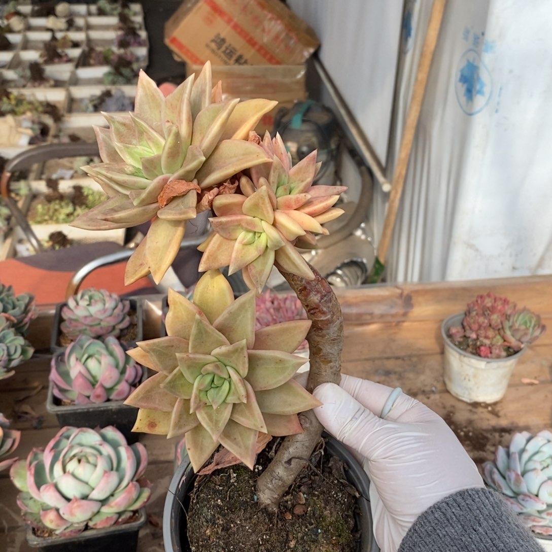 136黄金表丽娜一物一拍