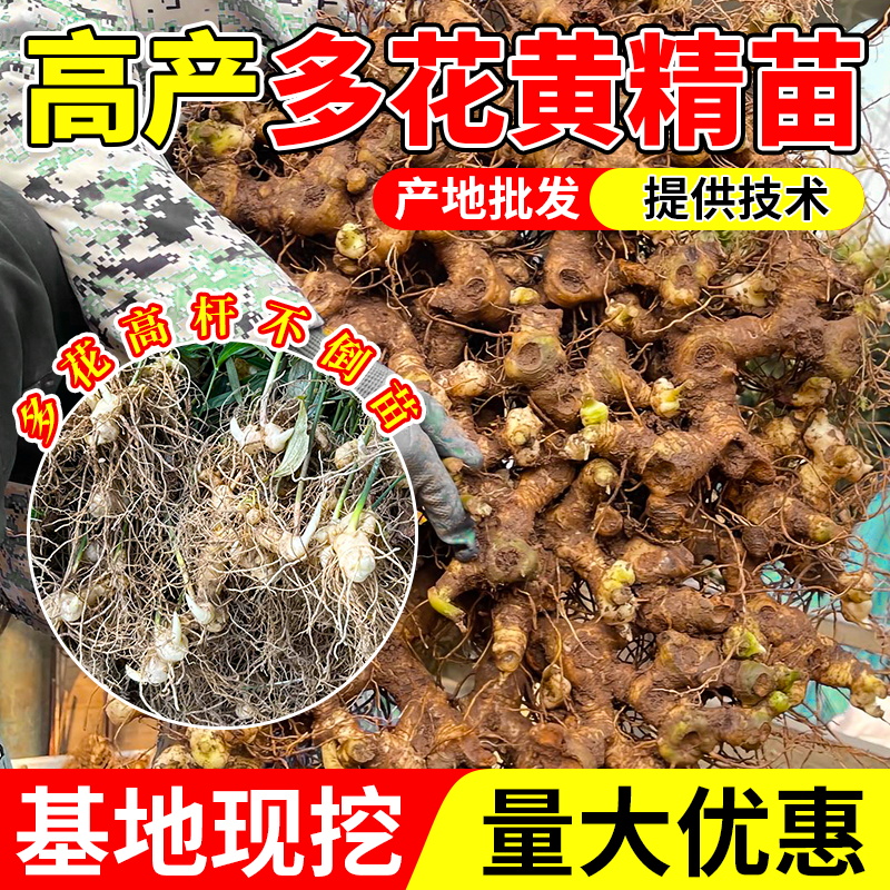 四川多花姜型不倒苗黄精种苗六叶提供技术支持成活率高包邮