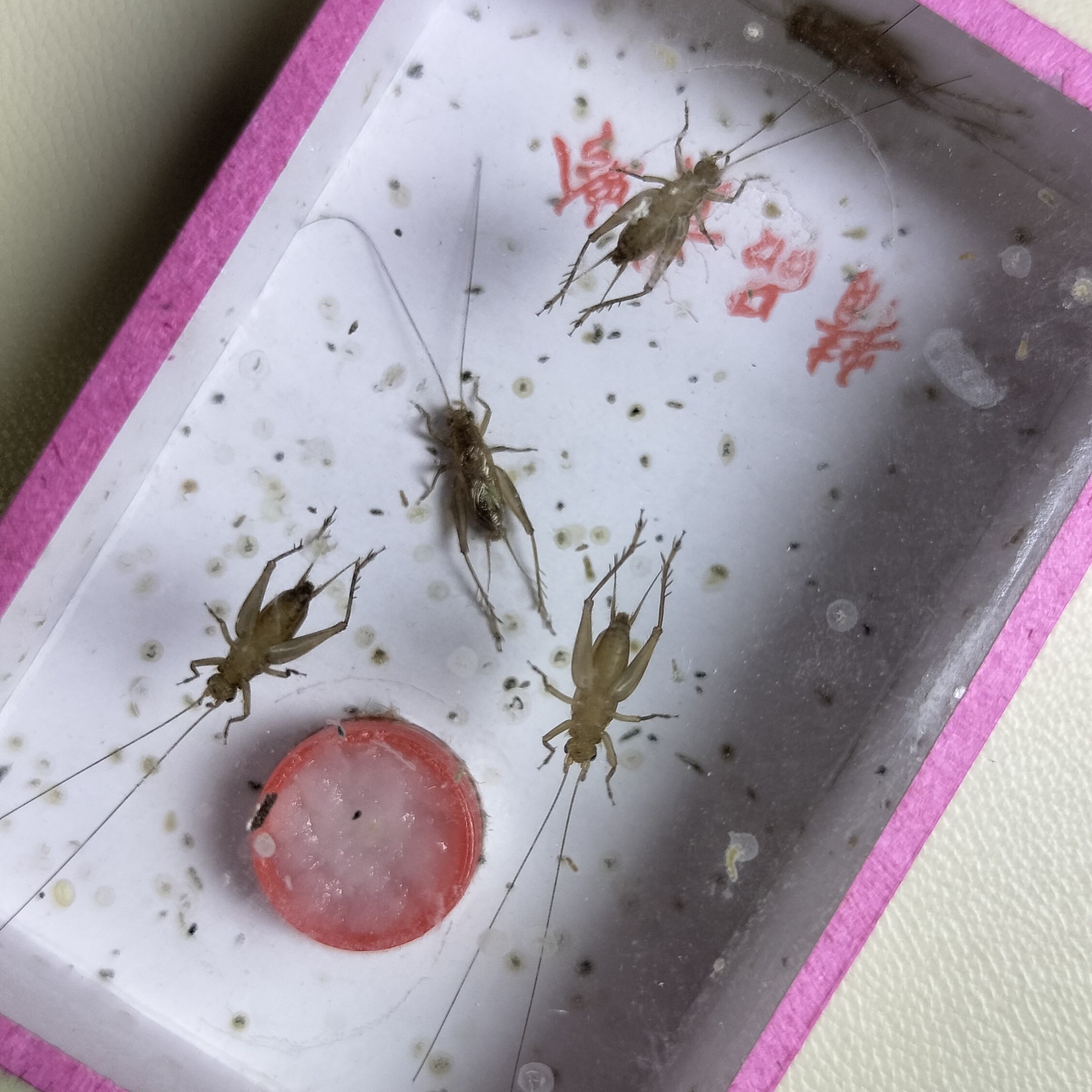 四火鸣虫 小黄蛉2盒金属声口勤