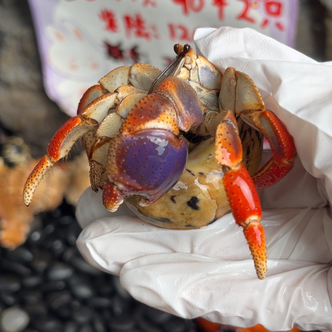 福利价 艳红腿西伯3口