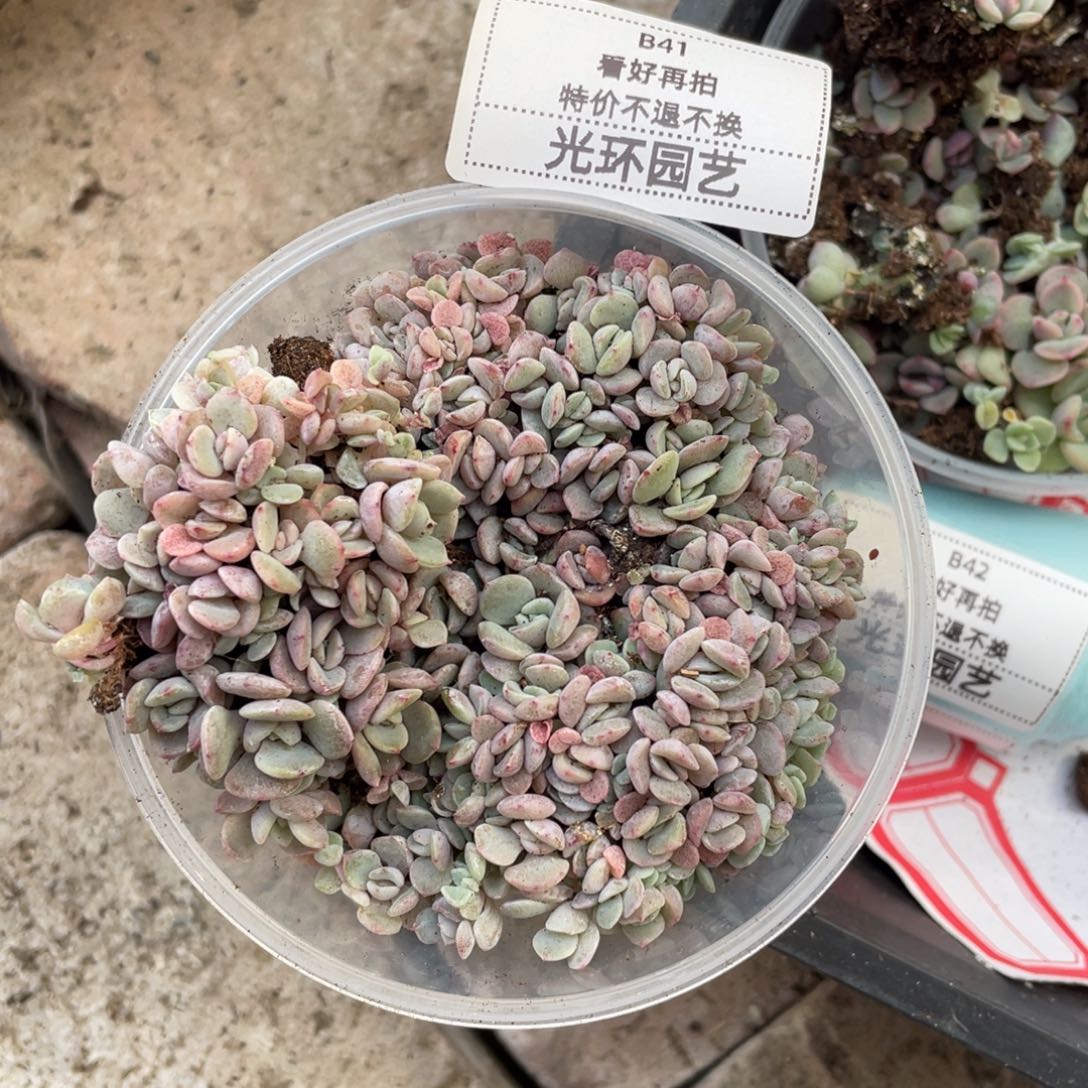 梦霜播种切糕一盒包邮