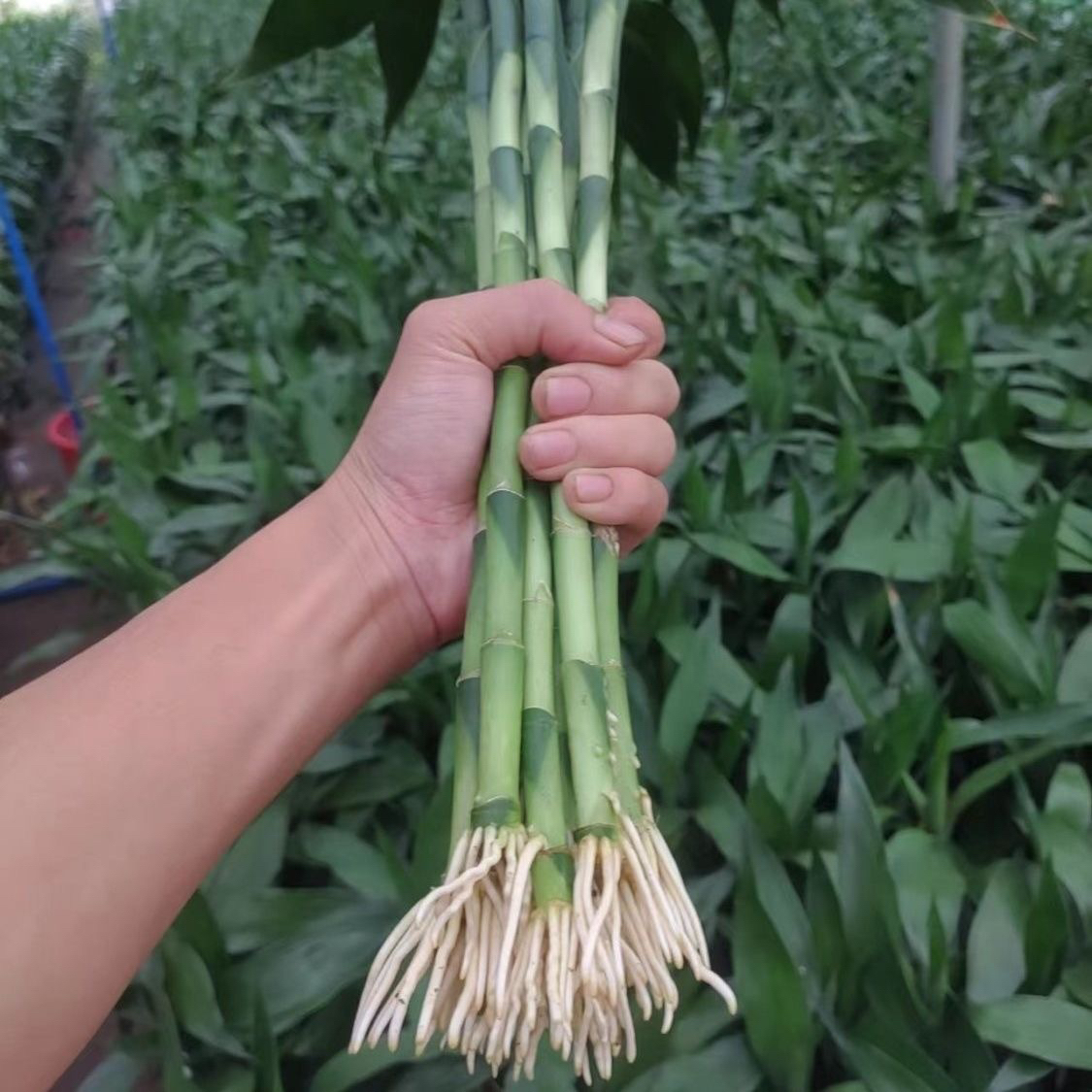 带根富贵竹水培植物水养水竹客厅室内绿萝招财树盆栽绿植花卉好养