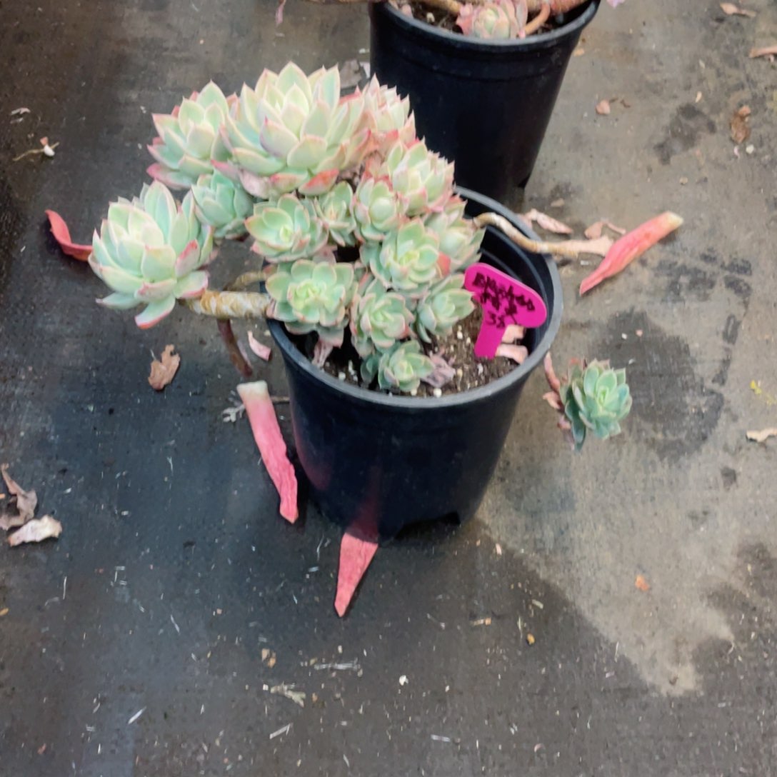 跳动的精灵，面纱，