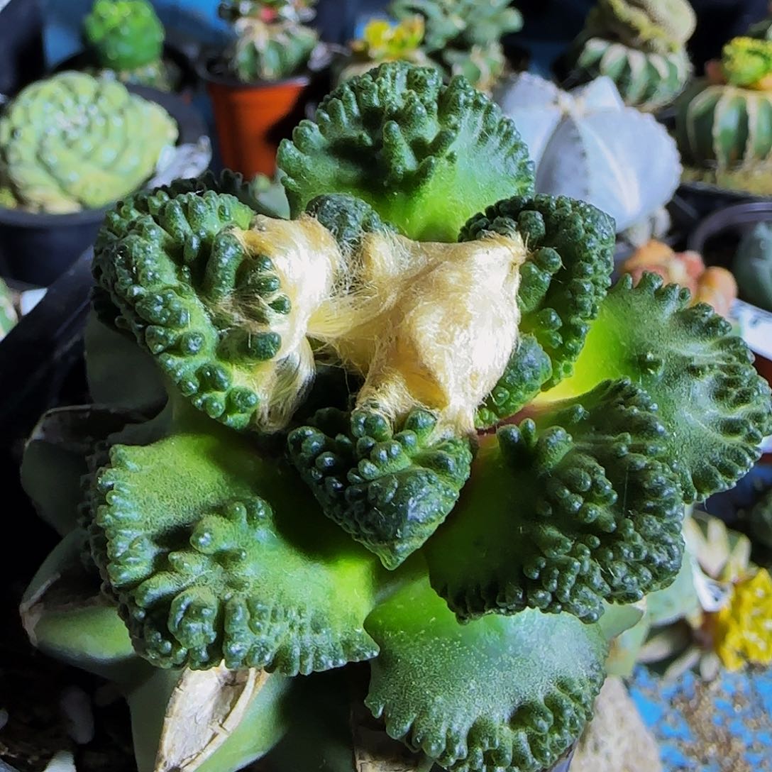 哥斯拉616仙人球开花