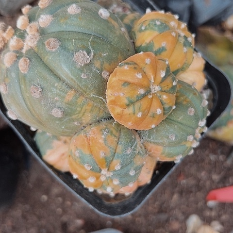 2655木心根仙人球