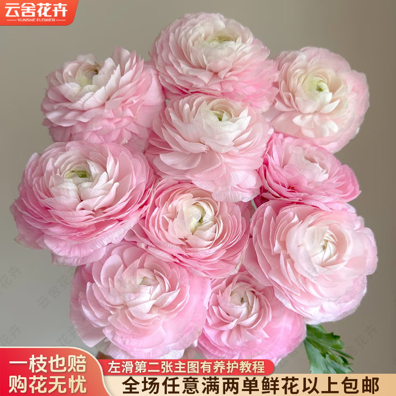 【云舍花卉】【粉色】洋牡丹 全场任意满两单及以上鲜花包邮发货