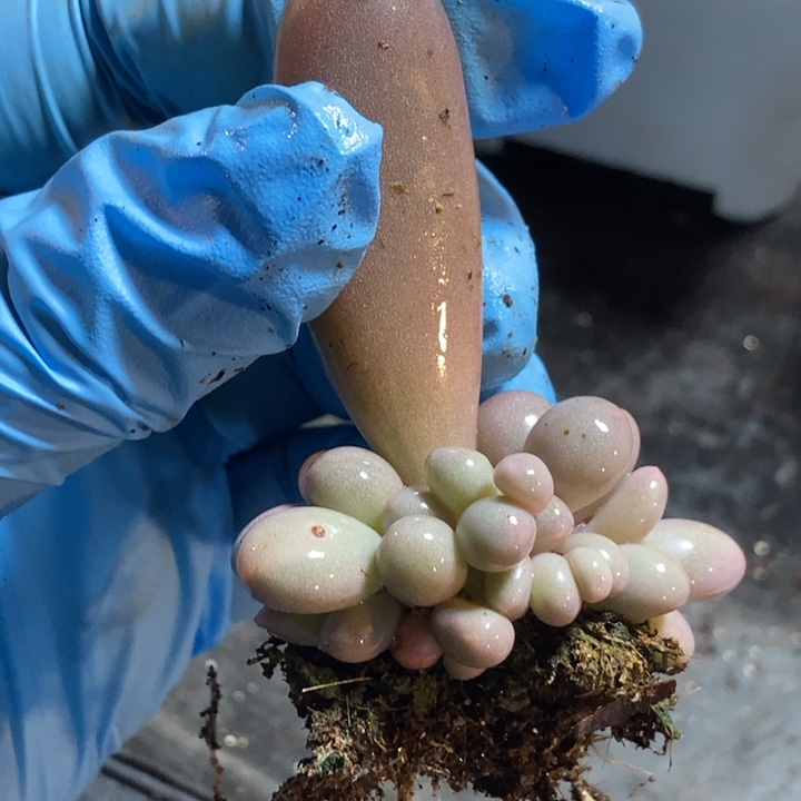 加***糕大叶汤圆多肉植物