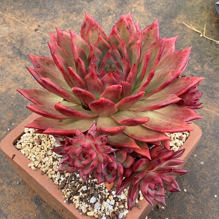 多肉植物黄金贝拉