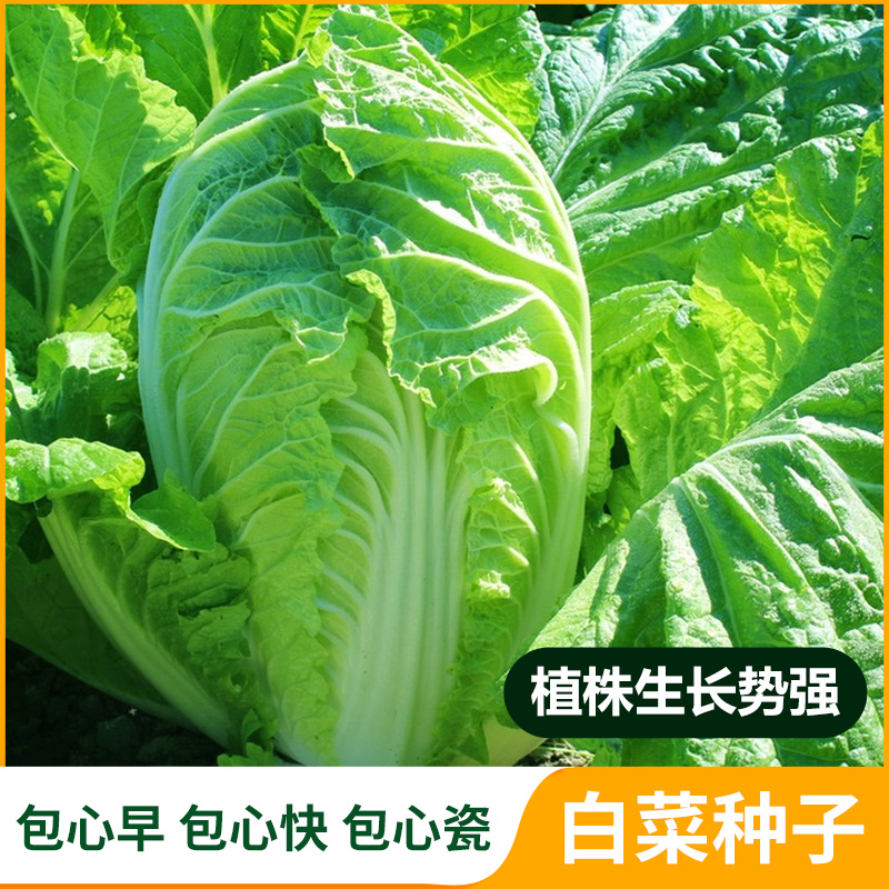 多种白菜类型可选秋季白菜冬季白菜鸡腿白菜