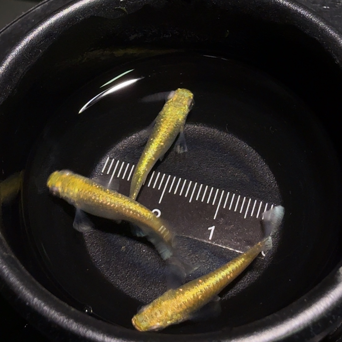 青鳉鱼一物一拍150