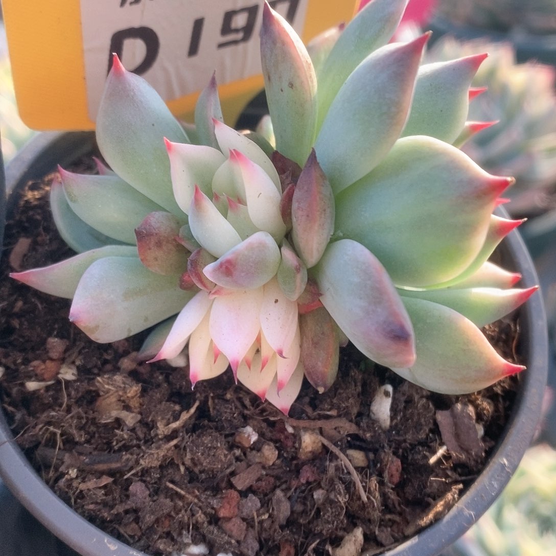 190锦锦锦锦锦锦