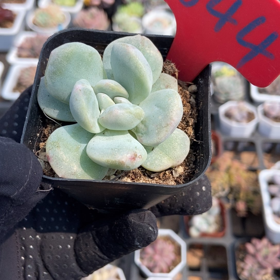 644冰玉石化多肉植物保护