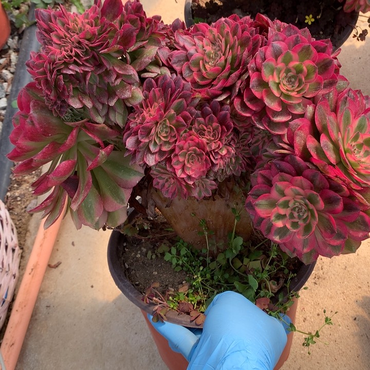 万白朵朵脱土发货