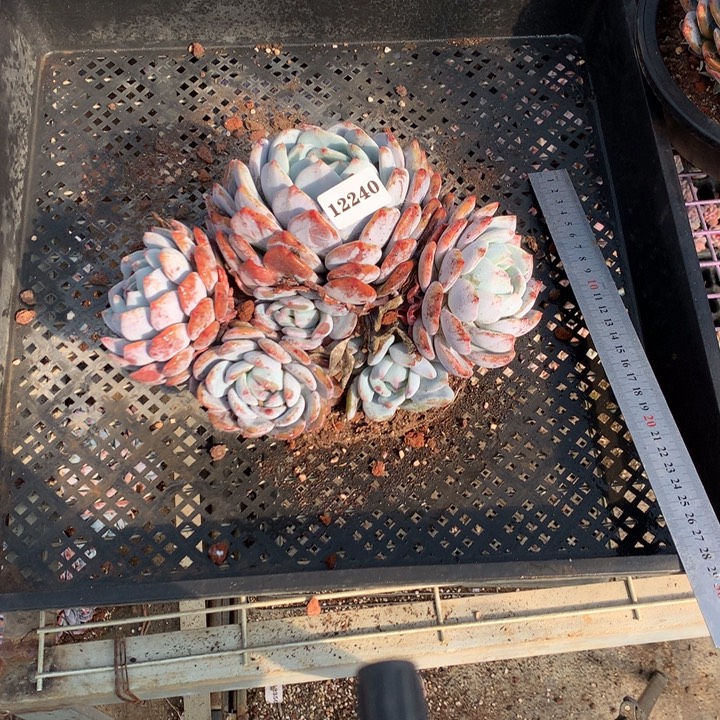 12240俄文嗯嗯嗯嗯嗯好