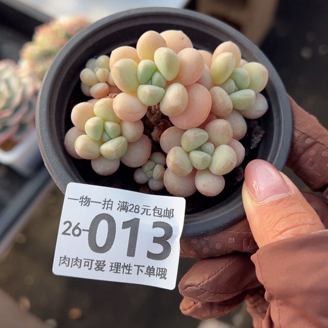 萤火虫奶多肉多多肉多肉