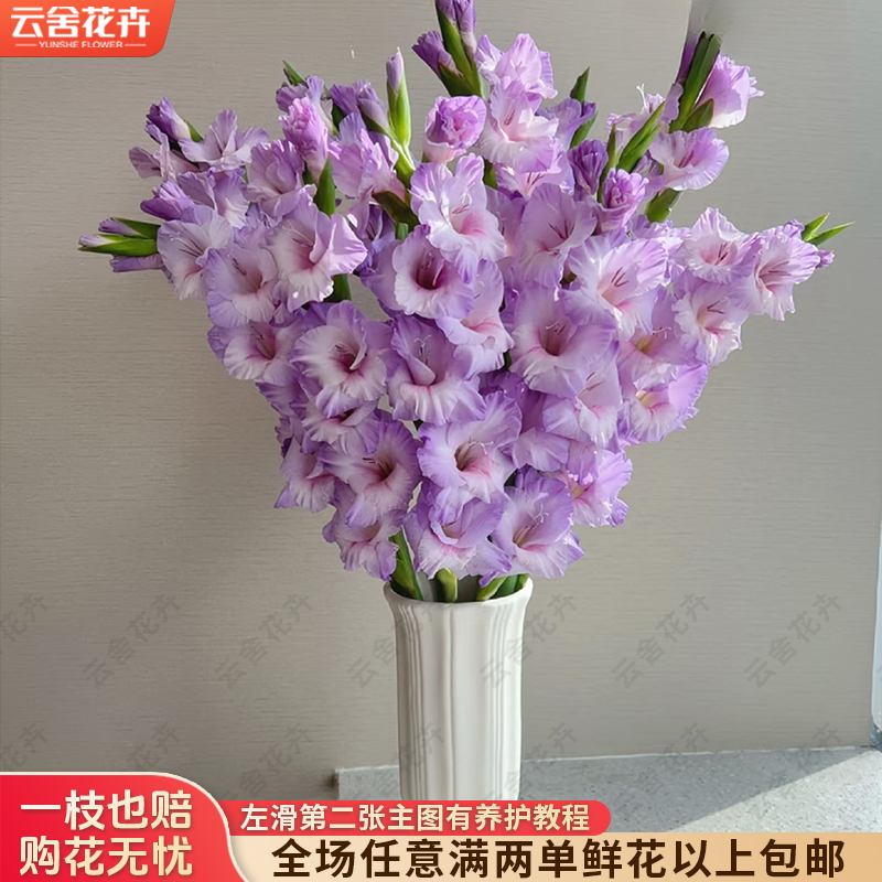 【云舍花卉】【诺帝卡】剑兰 全场任意满两单及以上鲜花包邮发货