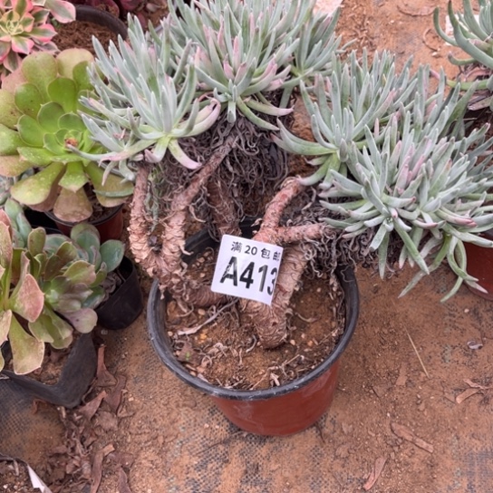 413爱度莉丝不包断枝