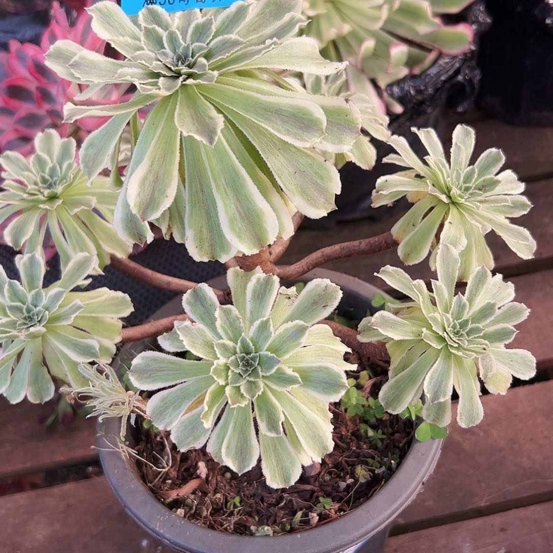 碧浪956多肉植物多肉植物