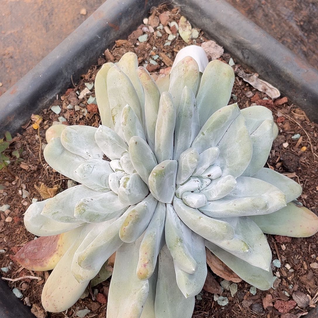 大花朵红拇指老桩10642