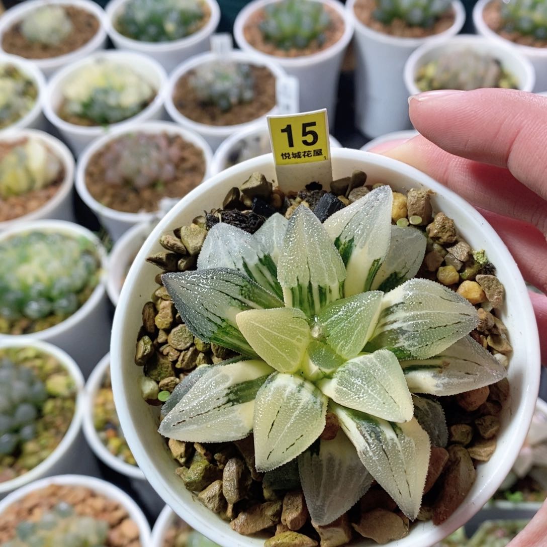 实生磨面锦多肉植物