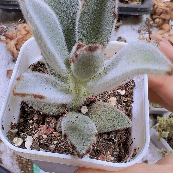 白兔子19包邮多肉植物