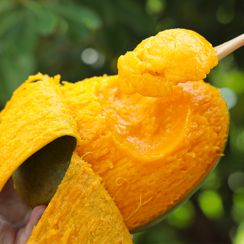【开园福利】四川攀枝花凯特芒新鲜采摘头茬尝鲜应季水果坏果包赔