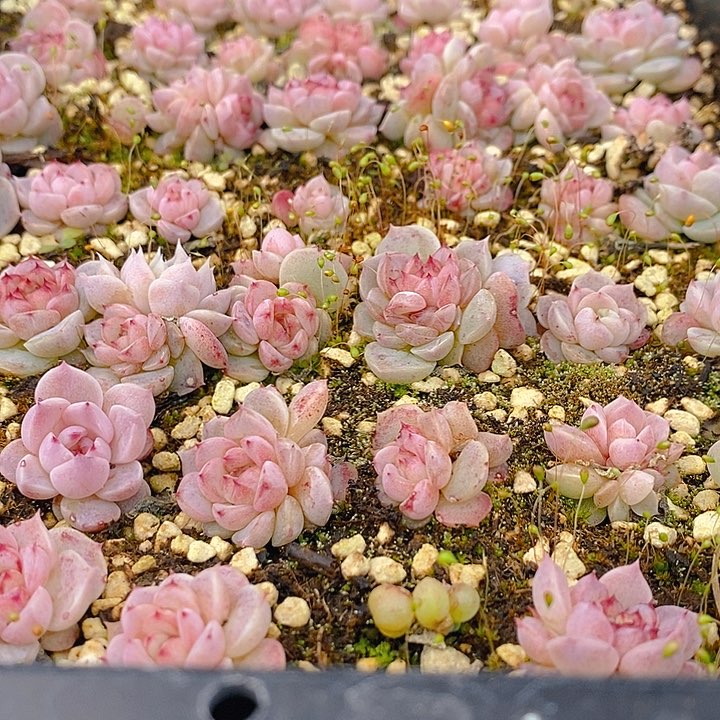 114 多肉植物组合盆栽植物