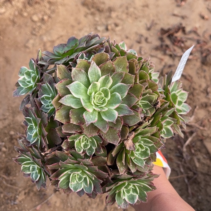 249水晶莲花阴阳小手捧2