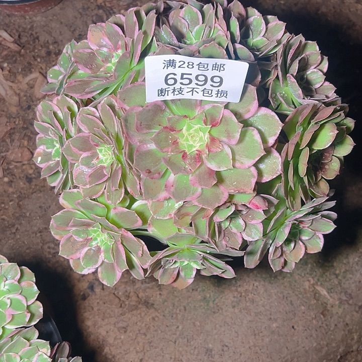 6599水蜜桃多肉植物