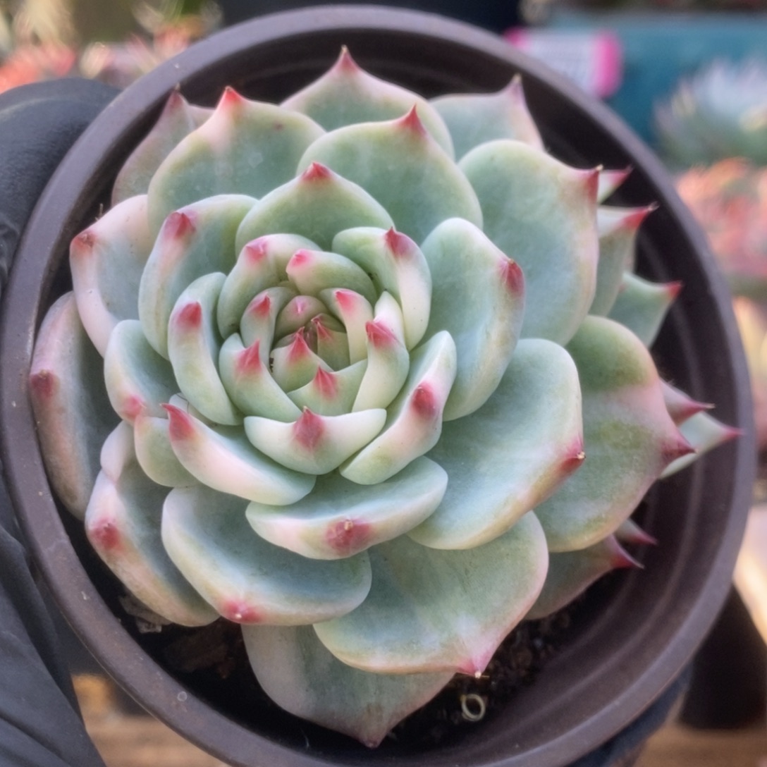 176锦锦锦锦锦锦锦锦