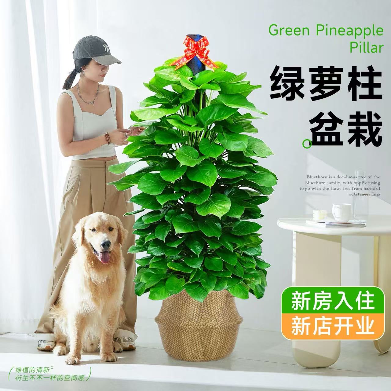 茂盛精品1.4 - 1.5米大叶绿萝柱盆栽绿植净化空气除甲醛室内花卉