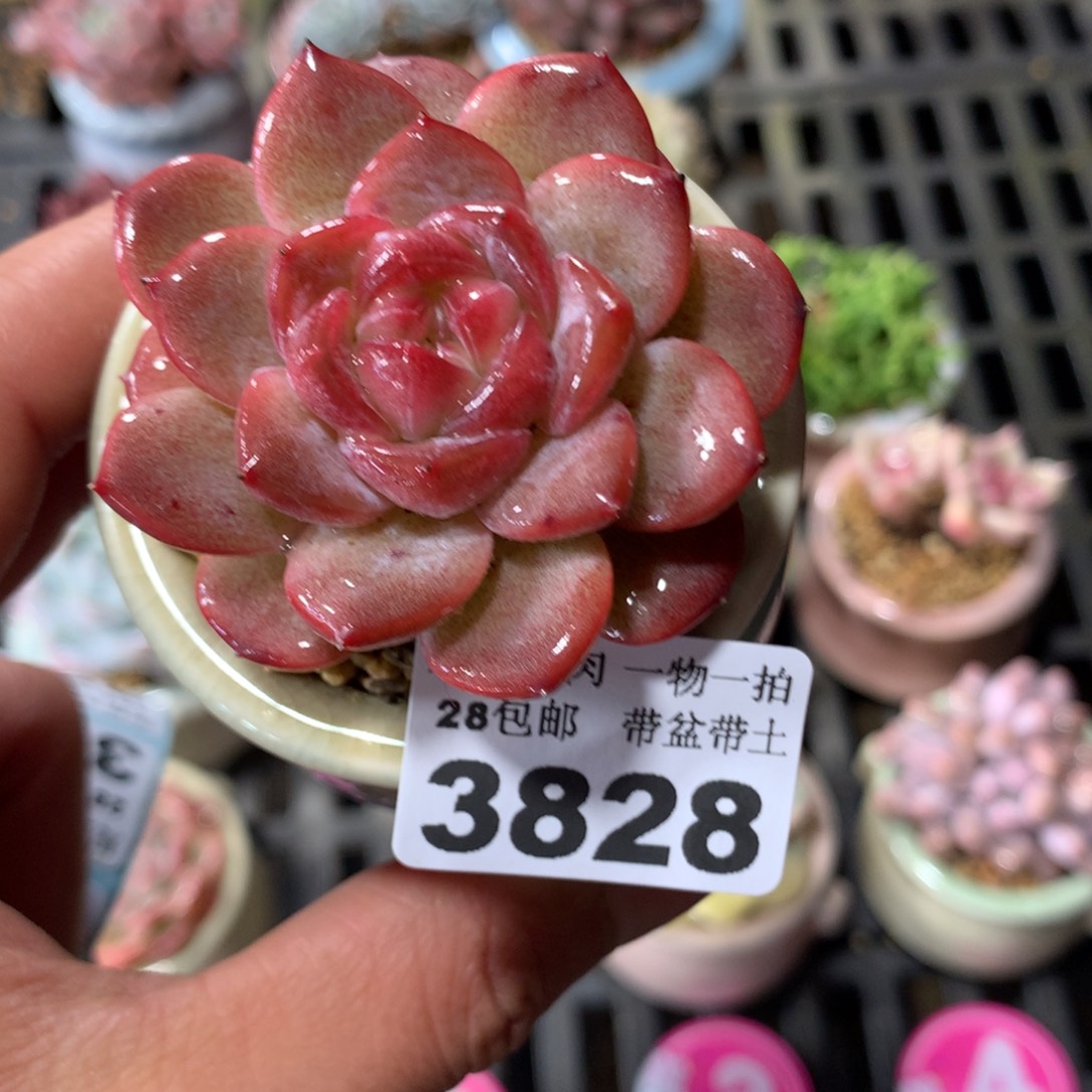 精控多肉植物3828