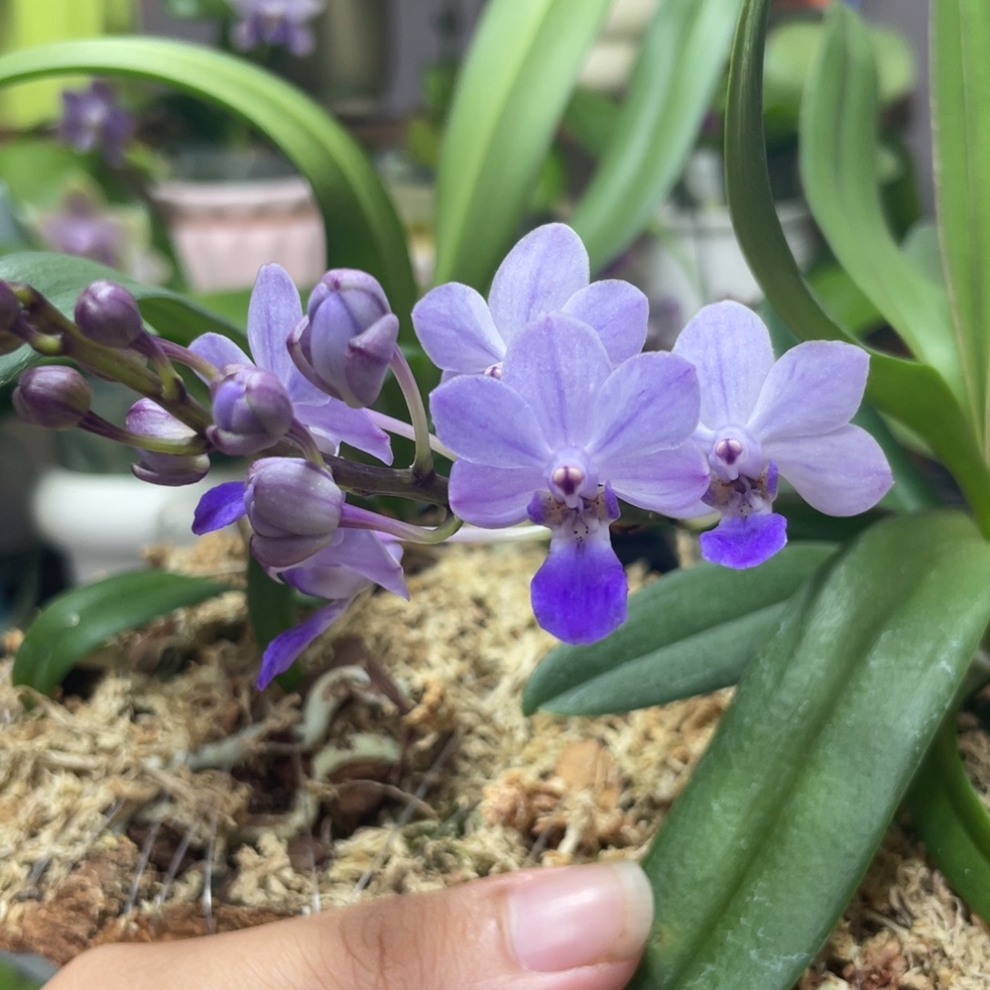 完全开放蓝色梦幻，2.5杯苗1棵