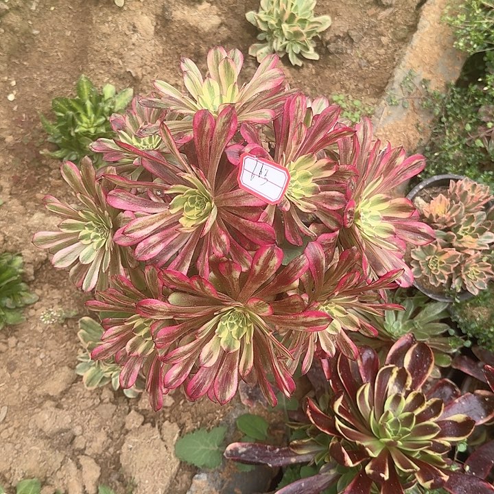 多肉植物法师66号无售后