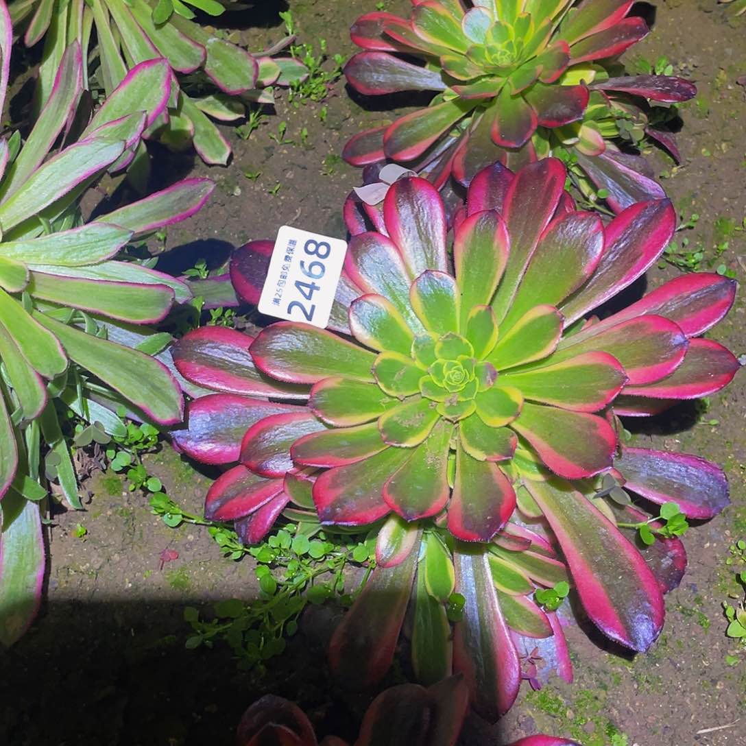 2468水果糖多肉植物