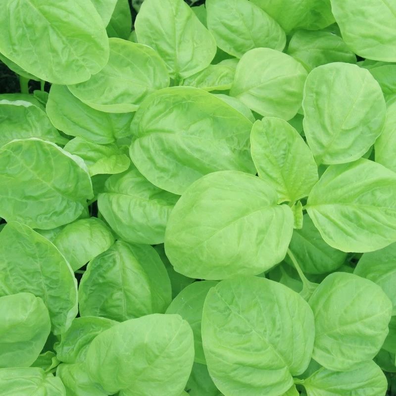 【全店5包包邮】绿苋菜种子四季可种汉菜种籽农家菜园盆栽蔬菜孑