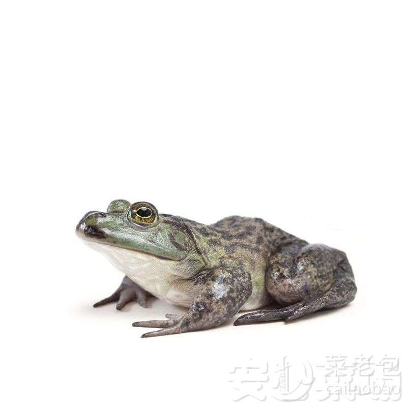 鲜活养殖蛙 杀约500g