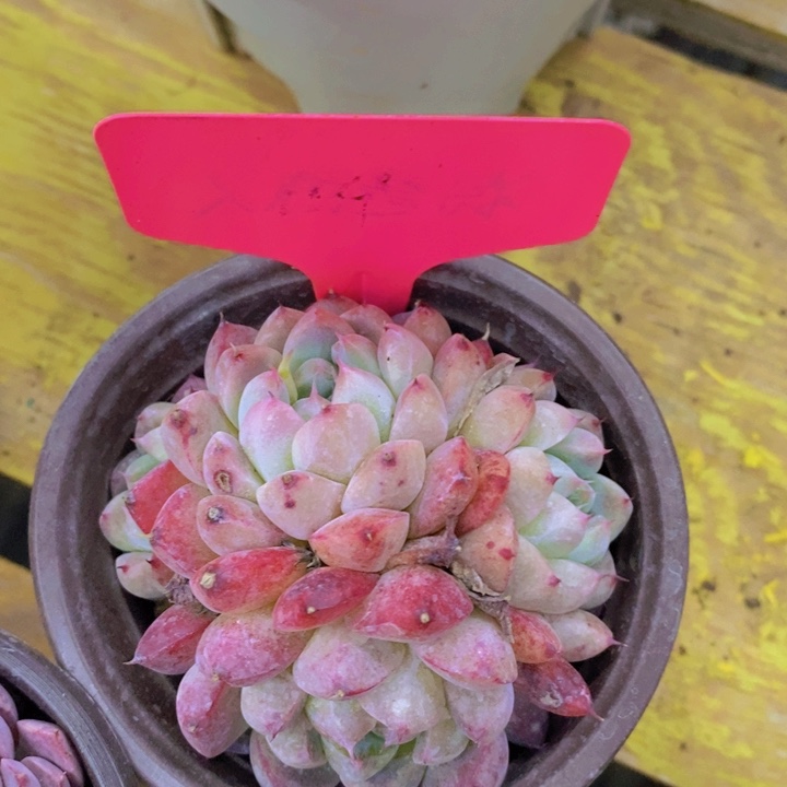 开心多肉植物多肉