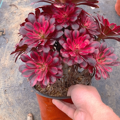 520香奈多肉植物