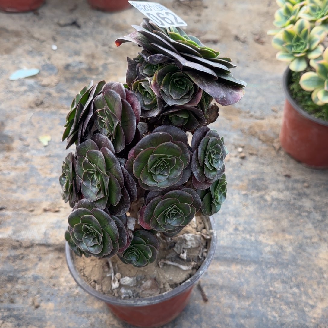 魅金062满20包邮断枝不包