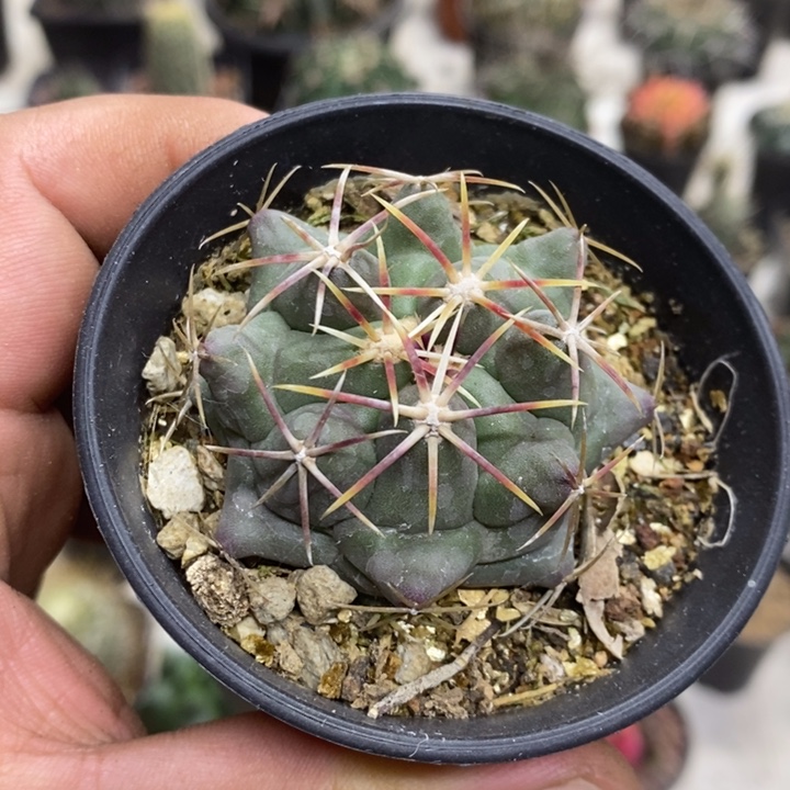 实生大红鹰特价福利