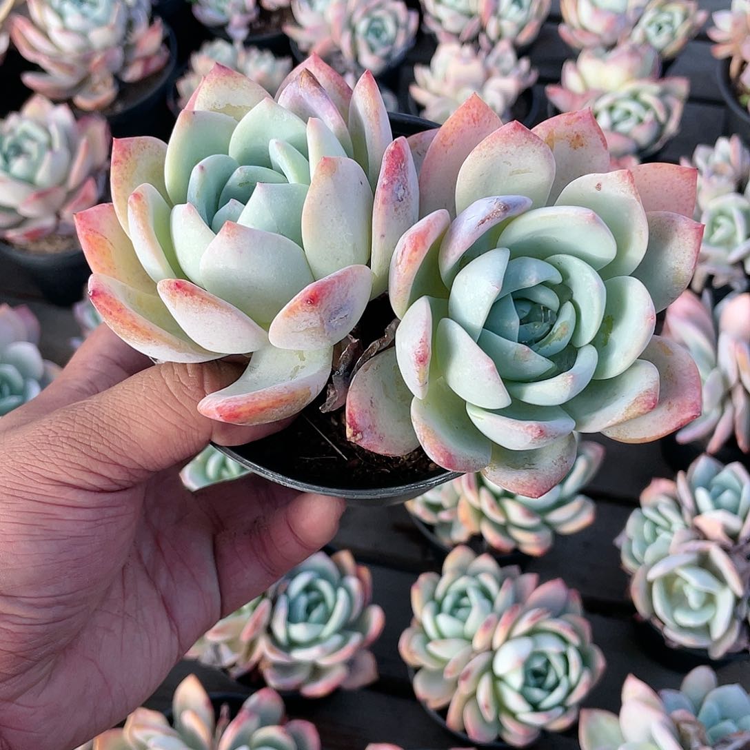 1719  凤橙 六月六