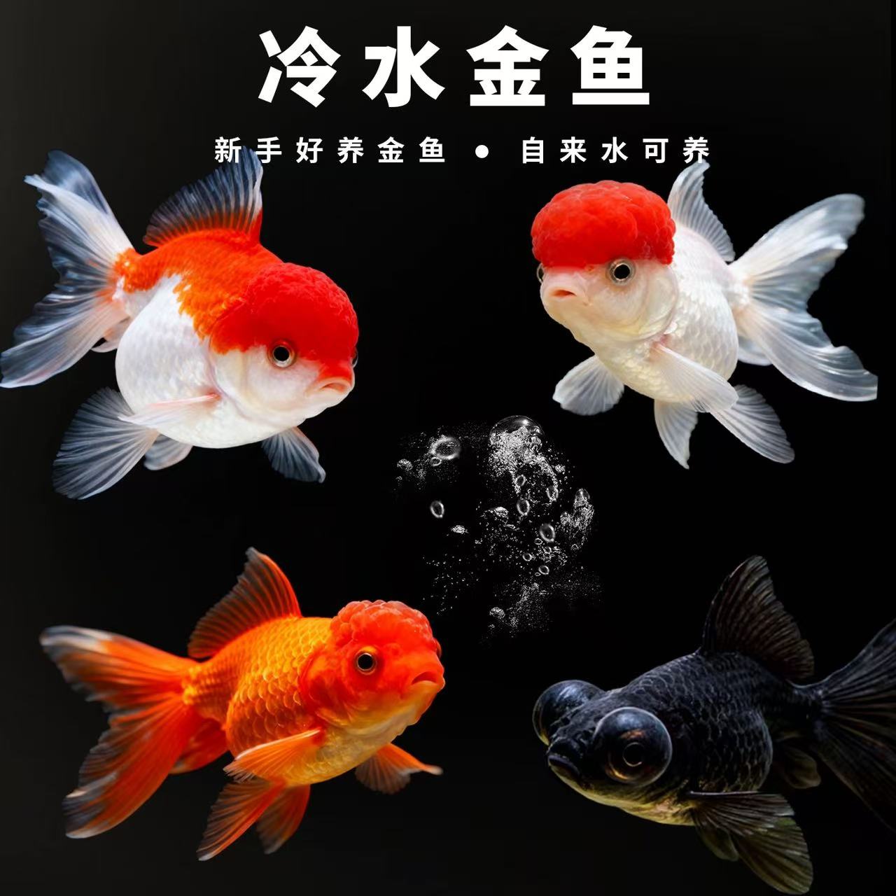 【十全十美】随机搭配好养耐活冷水观赏鱼国粹金鱼10条5-9厘米包邮