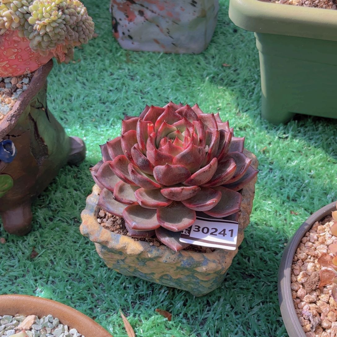 叶***桐不知名多肉植物30241