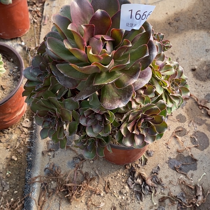 魅金多肉断头不包1666