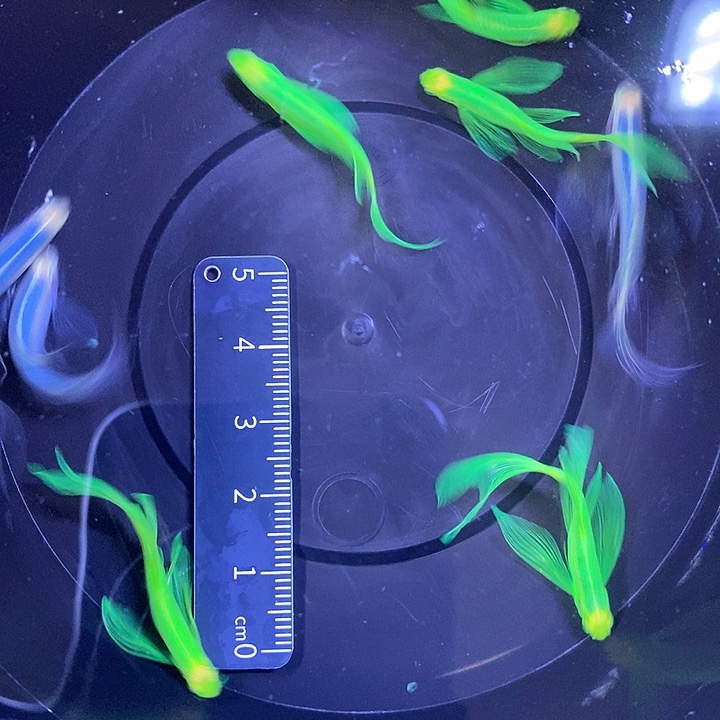 斑马鱼蝶翼斑马3.5厘米7送一